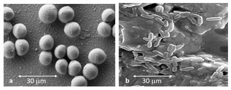 Optimization of Titanium Dental Mesh Surfaces for Biological Sealing ...