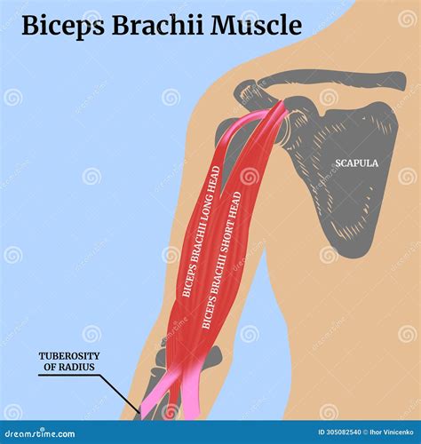 Human Anatomy. Biceps Brachii Muscle Stock Vector - Illustration of ...