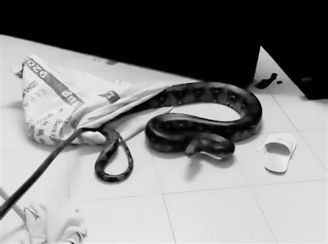 Image result for Python around Neck