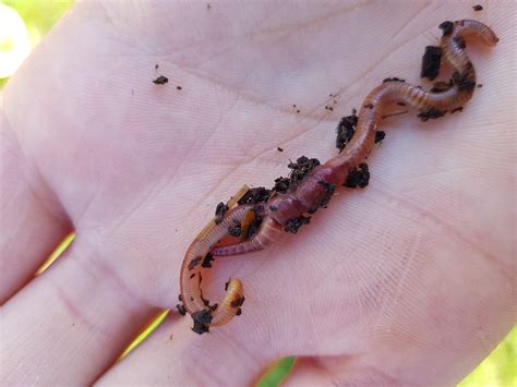 How Do Worms Reproduce? ... The Curly Question