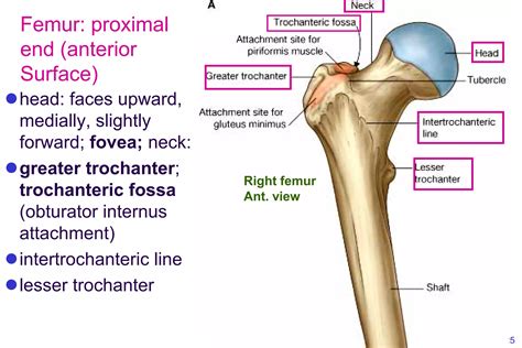 Bone limb lower..osteology of lower limb | PDF