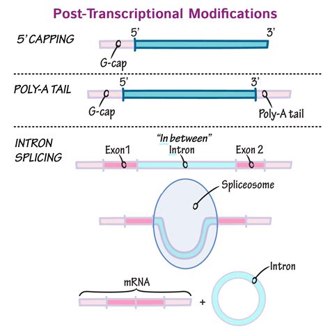 Image result for RNA Transcription Process