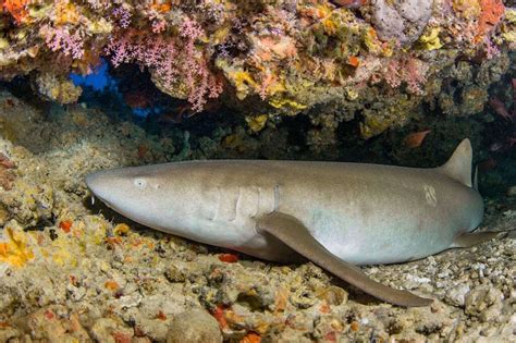 Do Fish Sleep Underwater at Ada Michalski blog