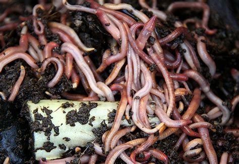 KUOW - Why Do Earthworms Love To Come Out In The Rain?