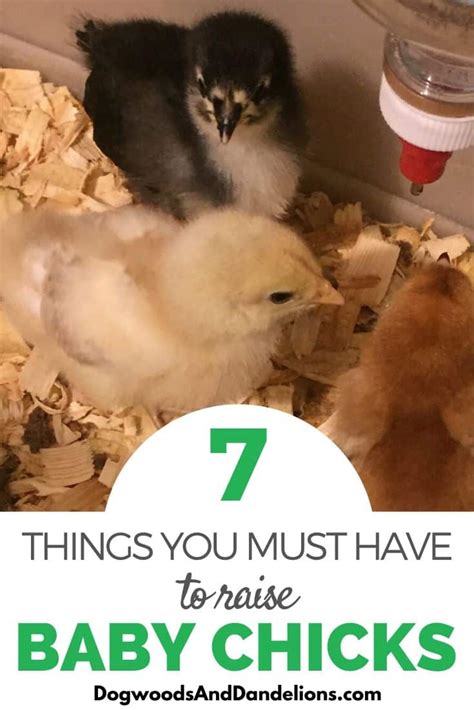 When to Remove Chicks From Brooder 的图像结果