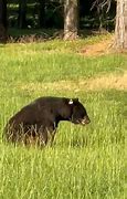 Image result for Tennessee park bear euthanized
