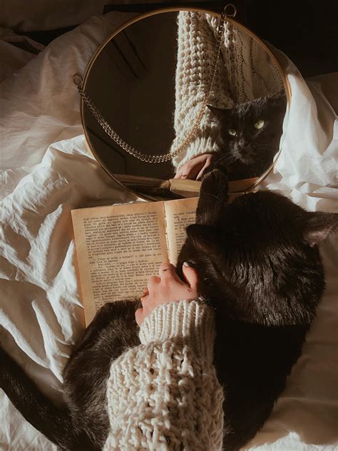 Cat With Book Photos, Download The BEST Free Cat With Book Stock Photos ...