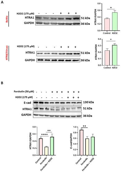 HTRA1 in Placental Cell Models: A Possible Role in Preeclampsia