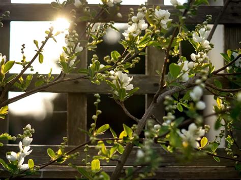 Vertical Hanging Trellis