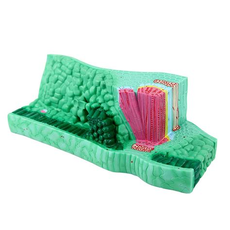 Buy Leaf Structure Science Model - Anatomical Model - Dicotyledon Leaf ...