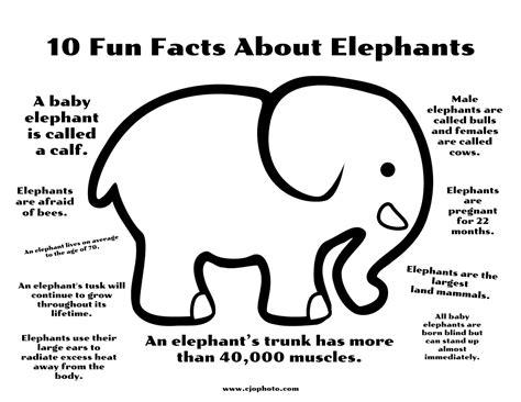 Elephant Fun Fact