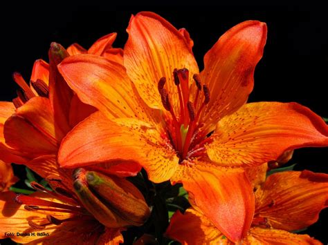 Tiger Lily Flower Photo