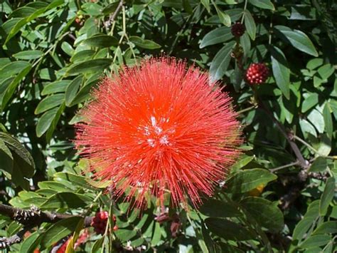 Calliandra haematocephala - Red Powderpuff | Royal Botanic Garden Sydney