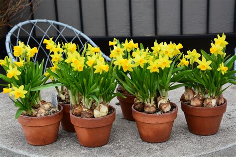 Planting Daffodil Bulbs In Pots Planting Bulbs In Baskets