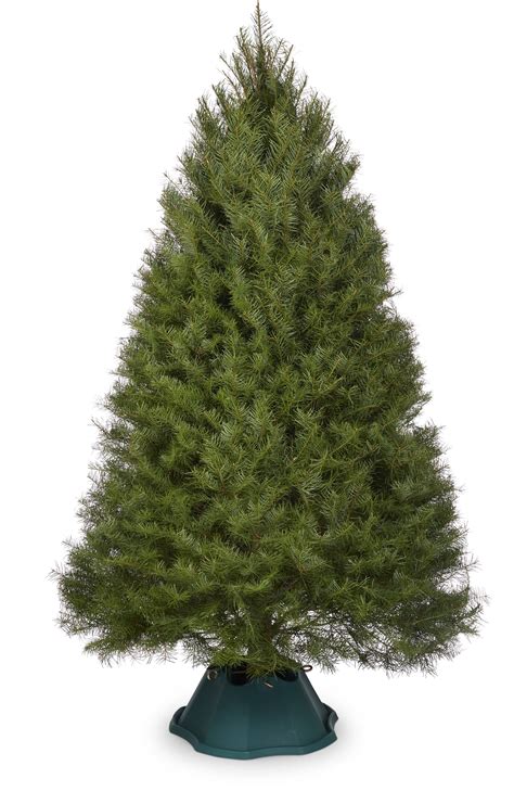 Douglas Fir Christmas Tree