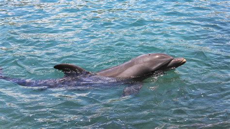 Dolphin Predators: These 6 Animals Kill and Eat Dolphins - A-Z Animals