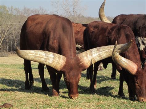 Ankole-Watusi Bull Unique Animals, Animals Beautiful, Missouri, Animals ...