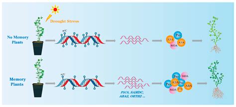 DNA Methylation Participates in Drought Stress Memory and Response to ...
