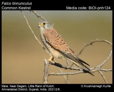 Falco tinnunculus Linnaeus, 1758 - Common Kestrel | Birds