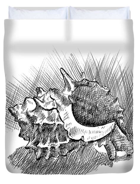 Image result for Conch Shell Drawing