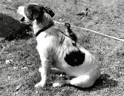 Image result for Mini Stumpy Jack Russell