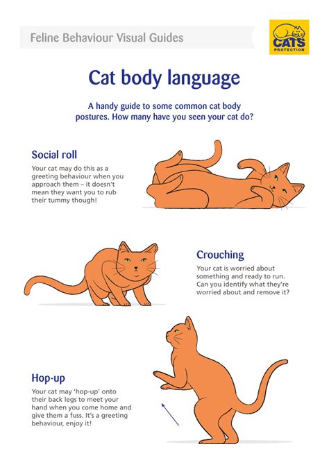 Cat Body Language 的图像结果