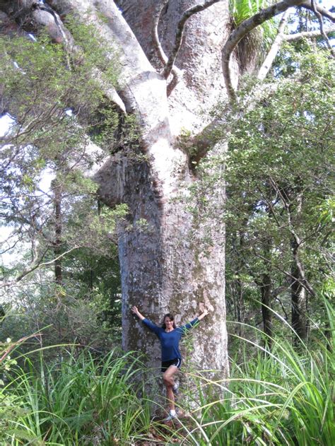 Image result for Biggest Kauri Tree