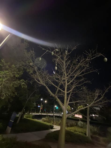 What is this tree? At anteater parking structure : r/UCI