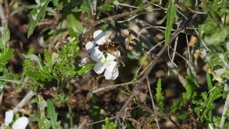 Los misterios del campo a las puertas del invierno: desde una lupa ...