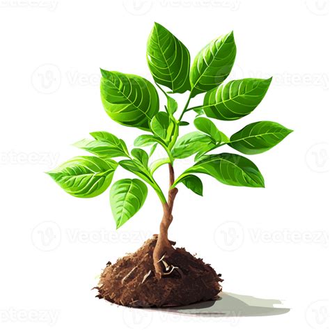 Image result for Sapling Transparent