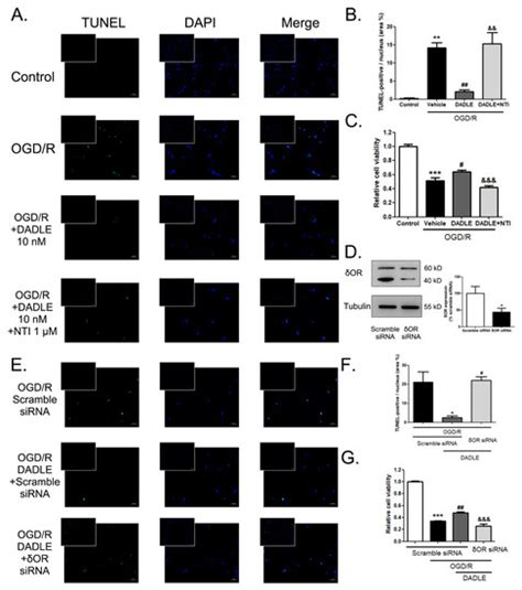 Delta Opioid Peptide Targets Brain Microvascular Endothelial Cells ...