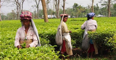 The North East paradox: high voter turnouts despite insurgency movements