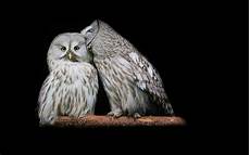 Owl Free Wallpaper by Owl Background Screensavers And Wallpaper Wallpapersafari Owl Free Wallpaper