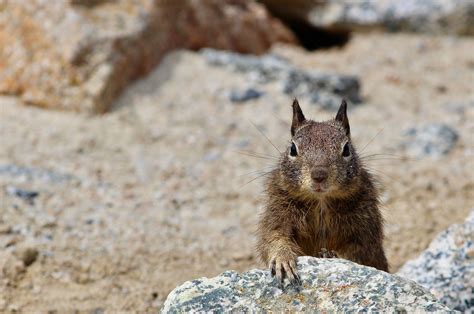 Do squirrels hibernate in winter? – Nab's Lab