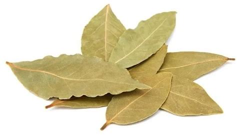 Dried Bay Leaves Manufacturers, Exporters and Suppliers from Ahmedabad ...