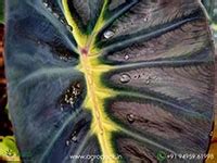 All About Colocasia Plants