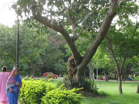 Lalbagh Botanical Garden (Bengaluru) - All You Need to Know Before You ...