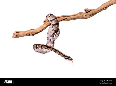 Biomorph Fractle Snaking Python Script 的图像结果