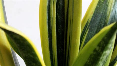 Types of Snake Plants: 19 Different Varieties of Snake Plants – Greenkin