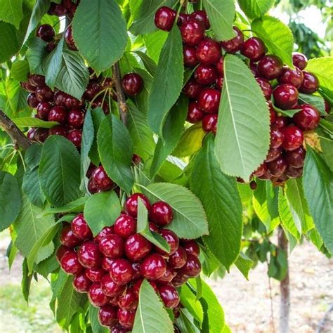 Cherry Seeds For Planting Fruit Seeds, Set Of 30, Fruit Trees Seeds ...