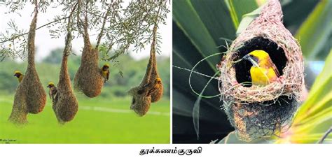 இடப்பக்கமுள்ள ஏதேனும் ஒரு சொல்லின் மேல் சொடுக்கவும்