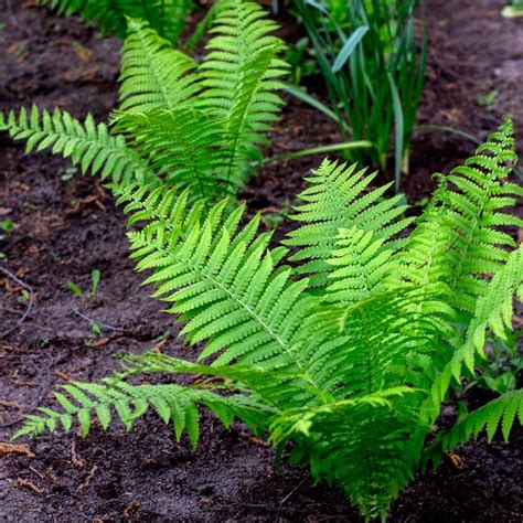 Tips for Transplanting Ferns Successfully - growhappierplants.com