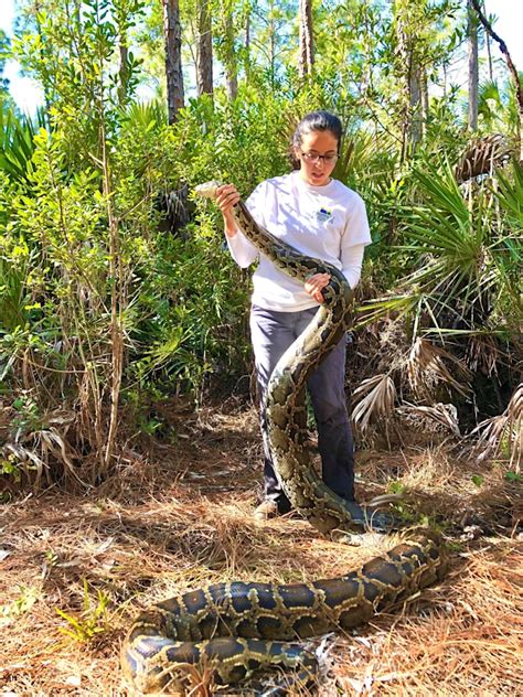 Image result for Catching Invasive Pythons