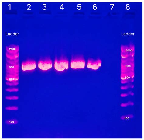 First Molecular Detection and Characterization of Fowl Aviadenovirus ...