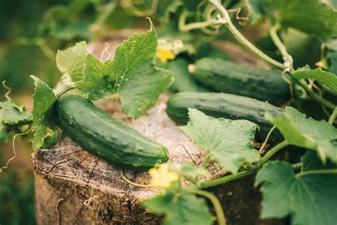 10 Okra Companion Plants (What Not To Grow Near Okra) - The Home Tome