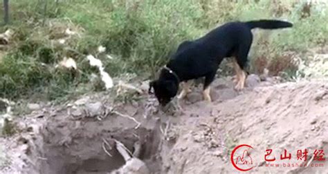 为什么狗死了不能埋在土里？该如何正确处理狗尸体？ - YouTube