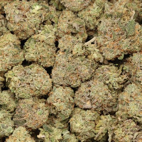 Super Lemon Haze Strain | Bulk Buddy Online Dispensary Canada