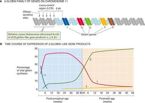 Image result for Locus Control Region Gene Expression