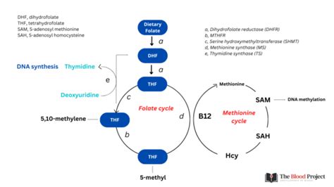 Image result for Folate Function