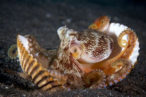 Image result for Blue-Ringed Octopus Facts